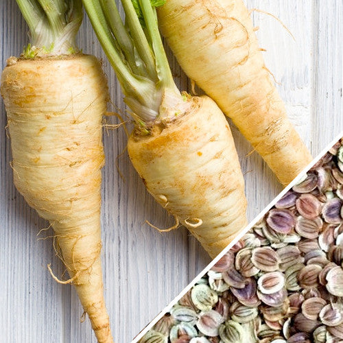 Harris Model parsnips with fresh green tops and parsnip seeds on wooden surface