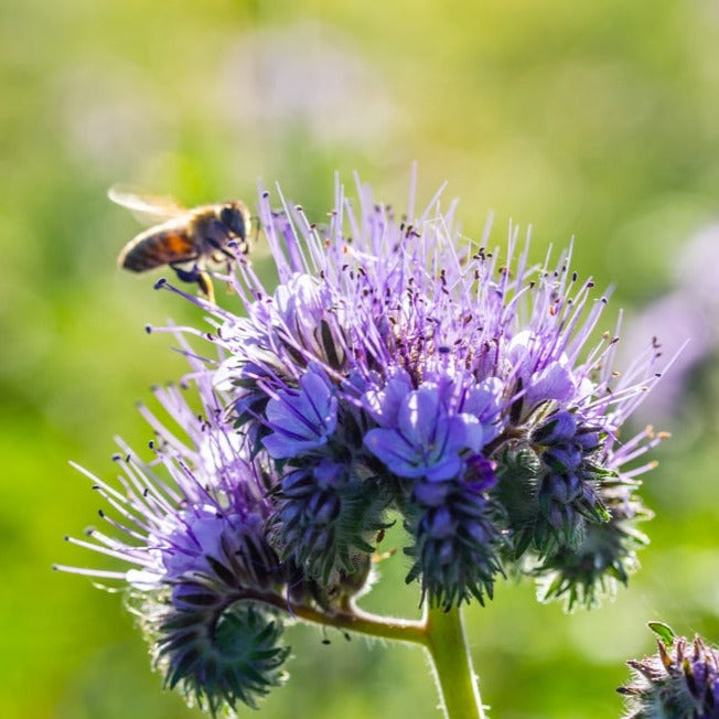 The Lacy Phacelia (Phacelia tanacetifolia), also known as Scorpionweed and Purple Tansy, is a fast-growing, drought-tolerant, cold-hardy annual in the borage family.