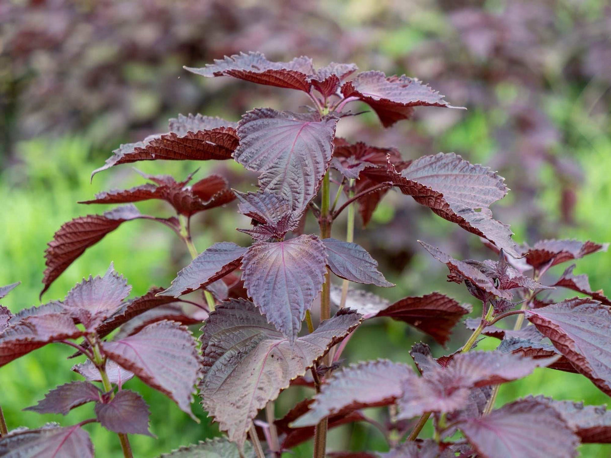 Close-up of Shiso Red Perilla Leaf Japanese Basil plant with deep purple serrated leaves in garden