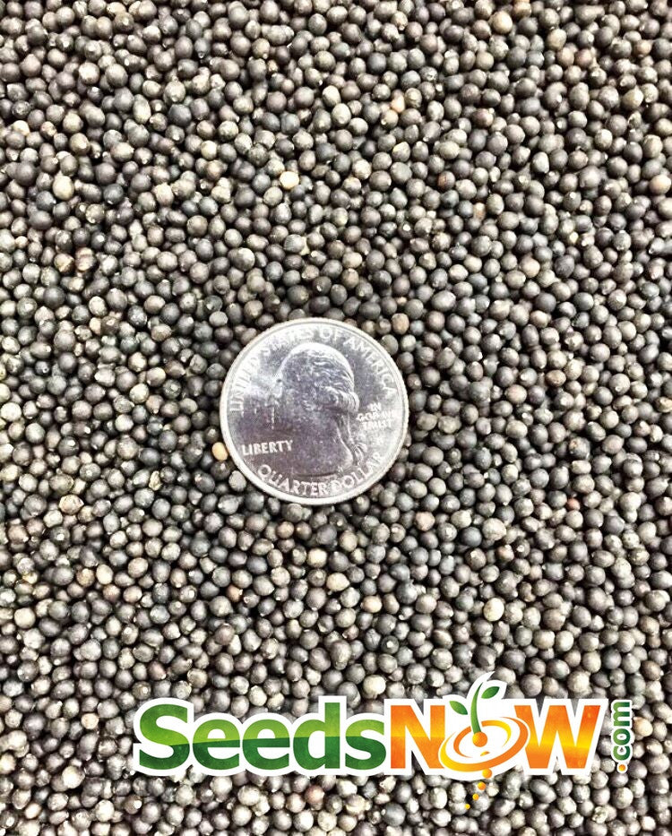 Close-up of Sage Broadleaf seeds from SeedsNow, showing small, dried sage seeds in a clear container.