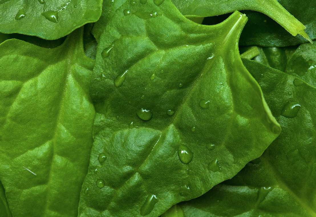 Fresh green spinach leaves from SeedsNow New Zealand spinach seeds, ideal for home gardening and healthy salads.