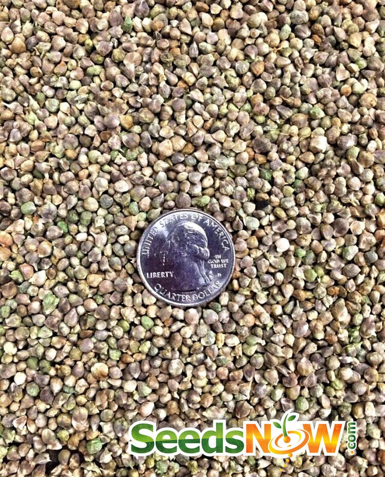 Fresh green spinach leaves from SeedsNow American seeds, showing vibrant, leafy spinach ready for harvest or planting.