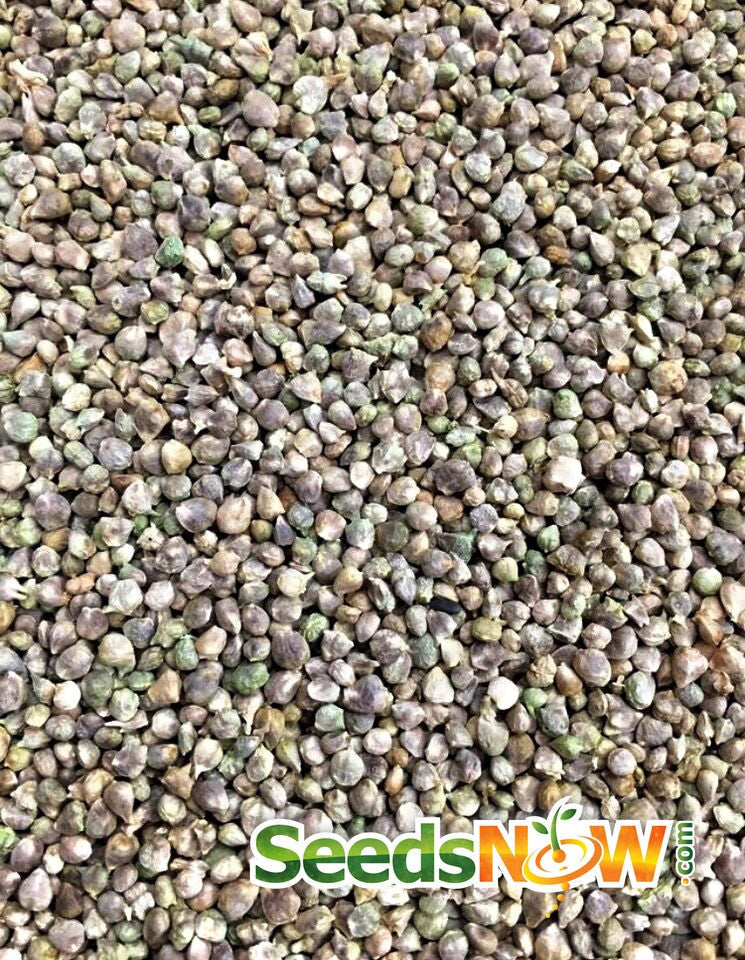 Fresh green spinach leaves from SeedsNow American seeds, showcasing healthy, vibrant spinach for home gardening or cooking.