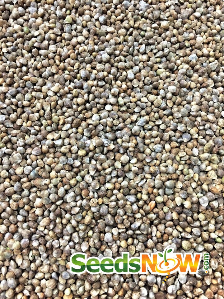 Fresh green spinach leaves from Matador Viking seeds by SeedsNow, showcasing healthy, vibrant spinach for home gardening.