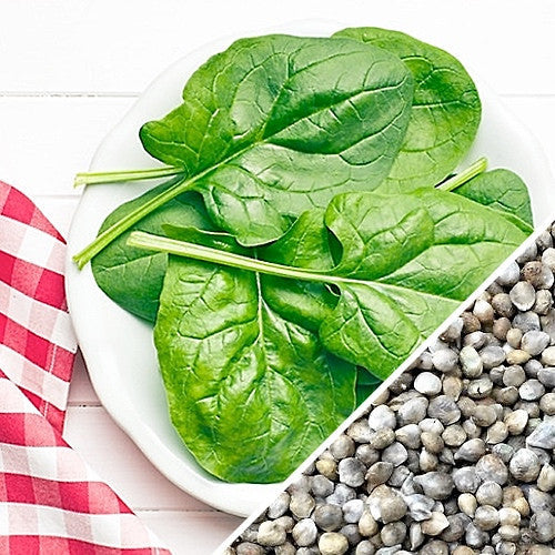 Fresh green spinach leaves from Matador Viking seeds by SeedsNow, showcasing healthy, vibrant foliage in a garden setting.