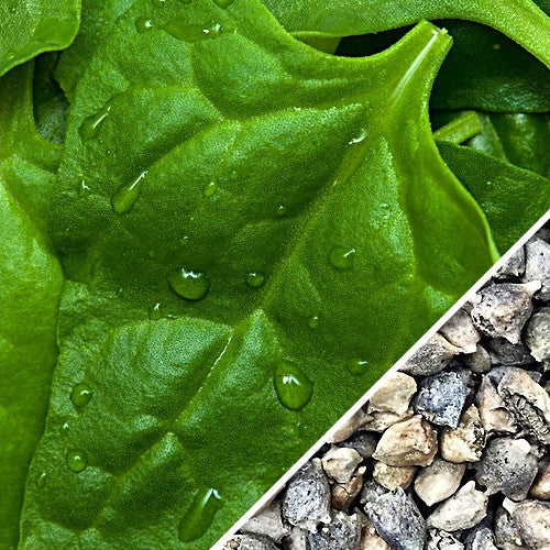 Fresh green spinach leaves from SeedsNow New Zealand seeds, ready for planting or culinary use.
