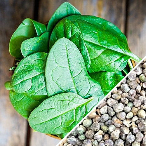 Fresh glossy spinach leaves and Noble Giant spinach seeds on wooden background