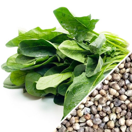 Fresh winter giant spinach seeds from SeedsNow, showing vibrant green spinach seeds ready for planting.