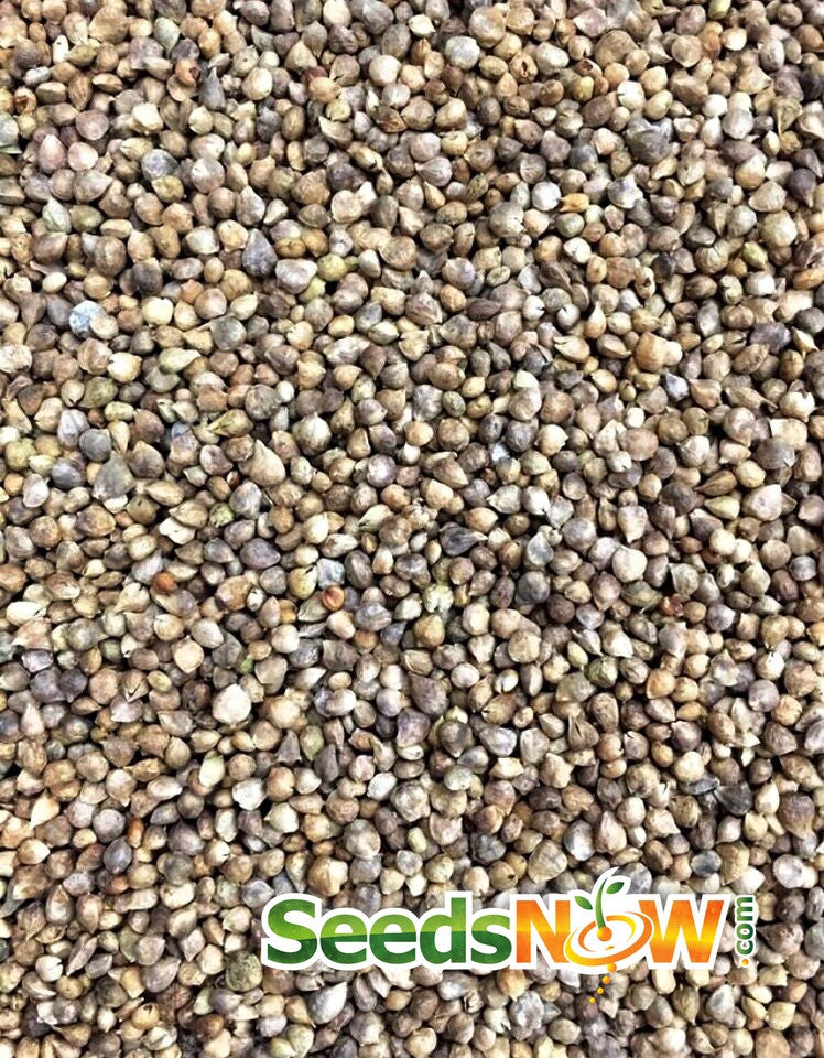 Fresh winter giant spinach seeds from SeedsNow, showcasing vibrant green spinach seeds on a white background.
