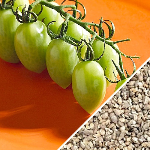 Tomato - Green Grape (Indeterminate) - SeedsNow.com