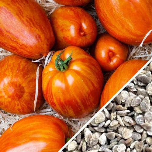 Organic Tigerella indeterminate tomato seeds from SeedsNow, showing vibrant red and yellow striped tomato seeds for planting.
