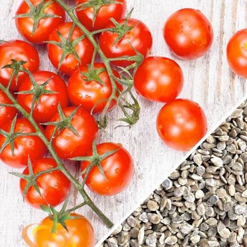Tiny Tim tomato seeds by SeedsNow, small determinate tomato variety, ready for planting in home gardens.