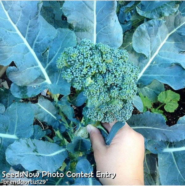 Hand holding a mature Di Cicco broccoli head with blue-green leaves and tightly packed florets in a garden setting