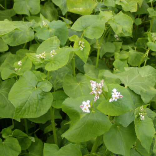 Shop high-quality Buckwheat Cover Crop seeds for your organic garden. Popular annual cover crop! Shop all Open-pollinated OP, Heirloom, NON-GMO organic seeds & more!