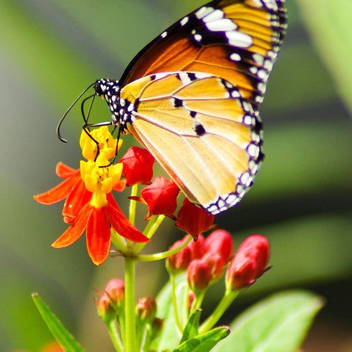 Order Silky Deep Red Tropical Milkweed Blood Flower seeds in the USA (Asclepias curassavica). Open-pollinated OP, Non-hybrid, Heirloom, NON-GMO organic seeds & more!