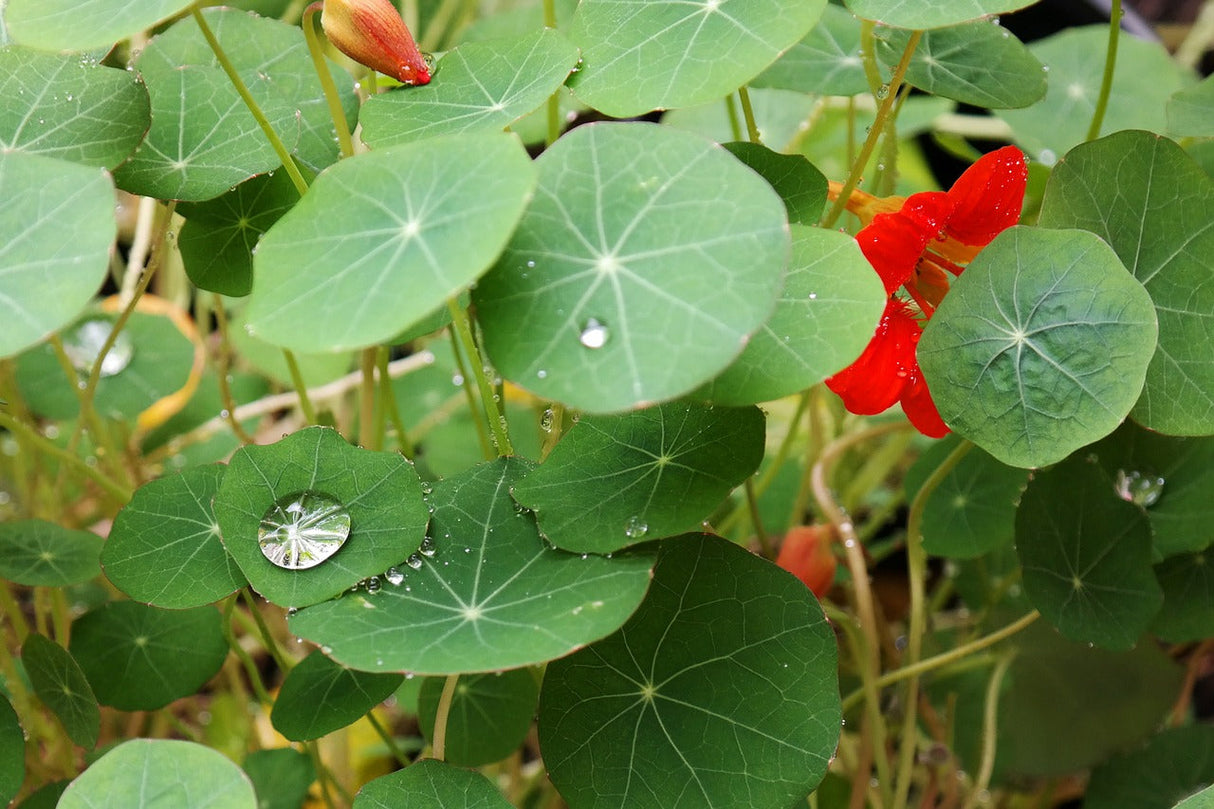 Dwarf Jewel Mix Nasturtium flower seeds by SeedsNow, showing vibrant colorful flower seeds and water droplet on a leaf.