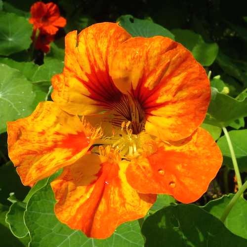 Dwarf Jewel Mix Nasturtium flower seeds from SeedsNow, showing colorful young seedlings and vibrant flower buds.