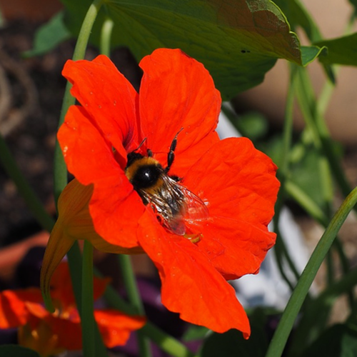 Bright image of Nasturtium Empress of India flower seeds, showcasing vibrant orange and red blooms of the Nasturtium plant.