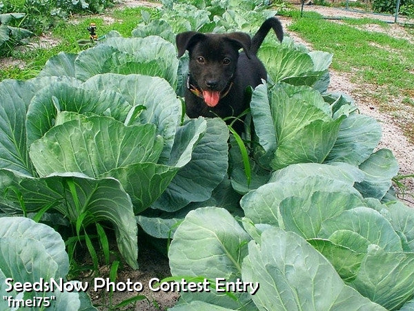Large bluish green drumhead cabbage plants growing in a garden with a happy black puppy among them