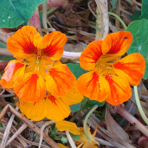 Bright orange and yellow Nasturtium Glorious Gleam flower seeds from SeedsNow, showcasing vibrant, blooming flowers ready for planting.