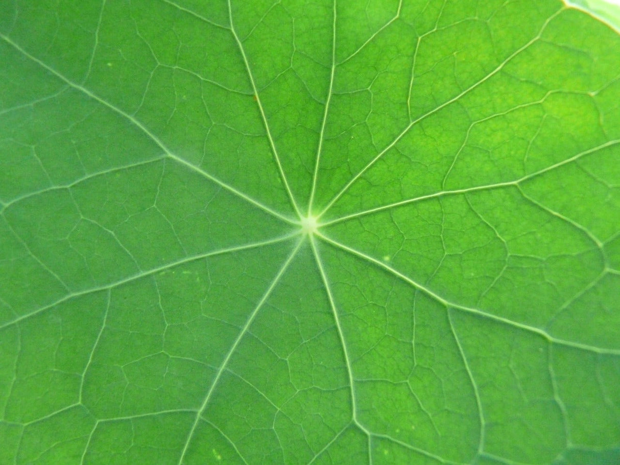 Peach Melba Nasturtium flower seeds from SeedsNow, showing vibrant green leaves and developing flower buds.