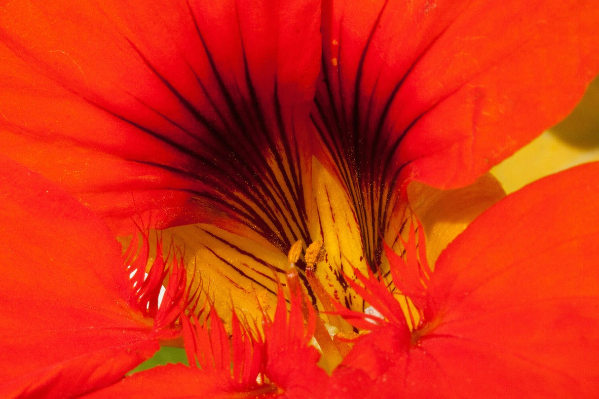 Close-up of vibrant orange and red Nasturtium Empress of India flowers from SeedsNow, showing lush green leaves and bright blossoms.