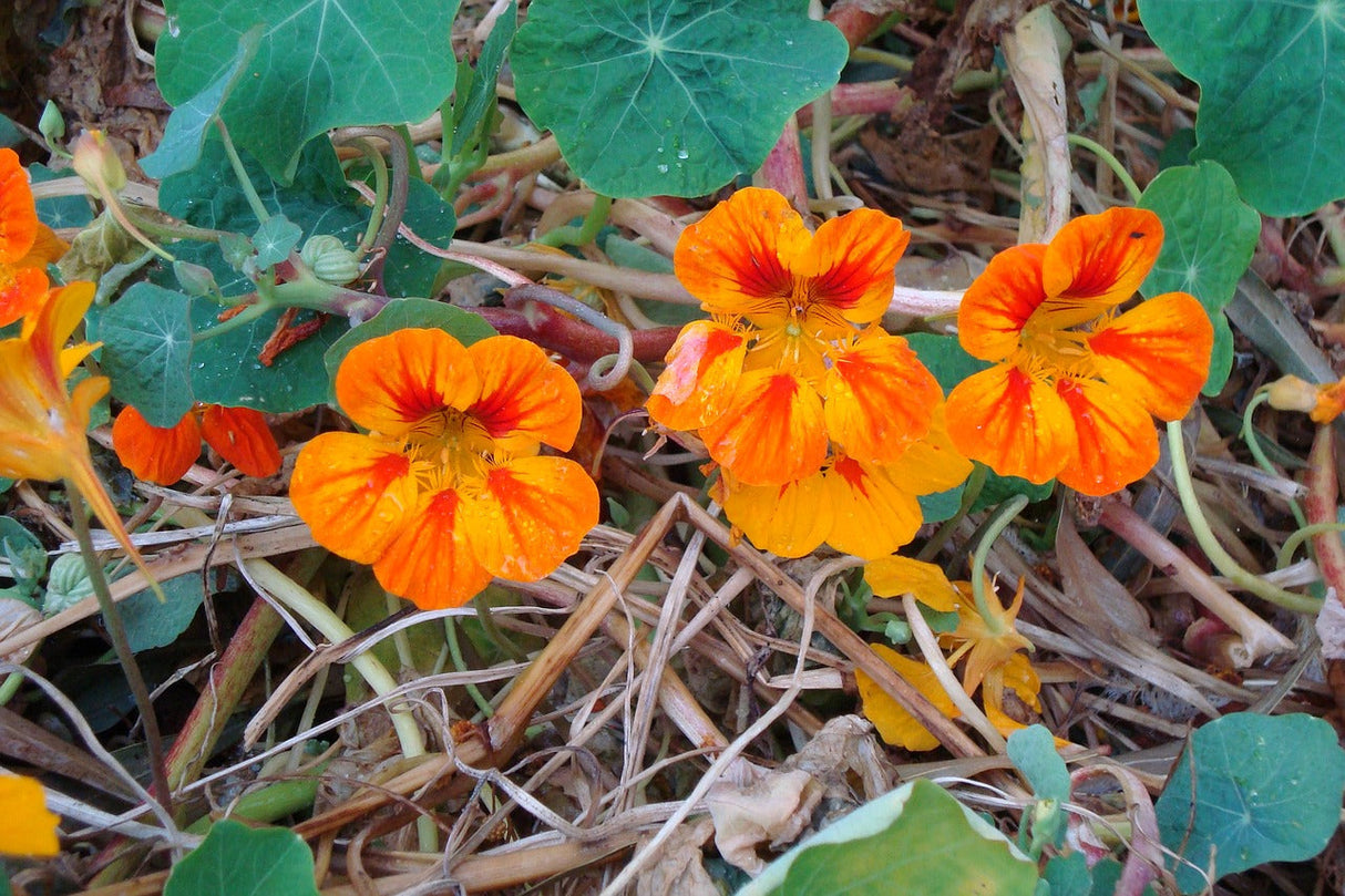Bright orange and yellow nasturtium Glorious Gleam flower growing in a garden, seed packet from SeedsNow in the background.