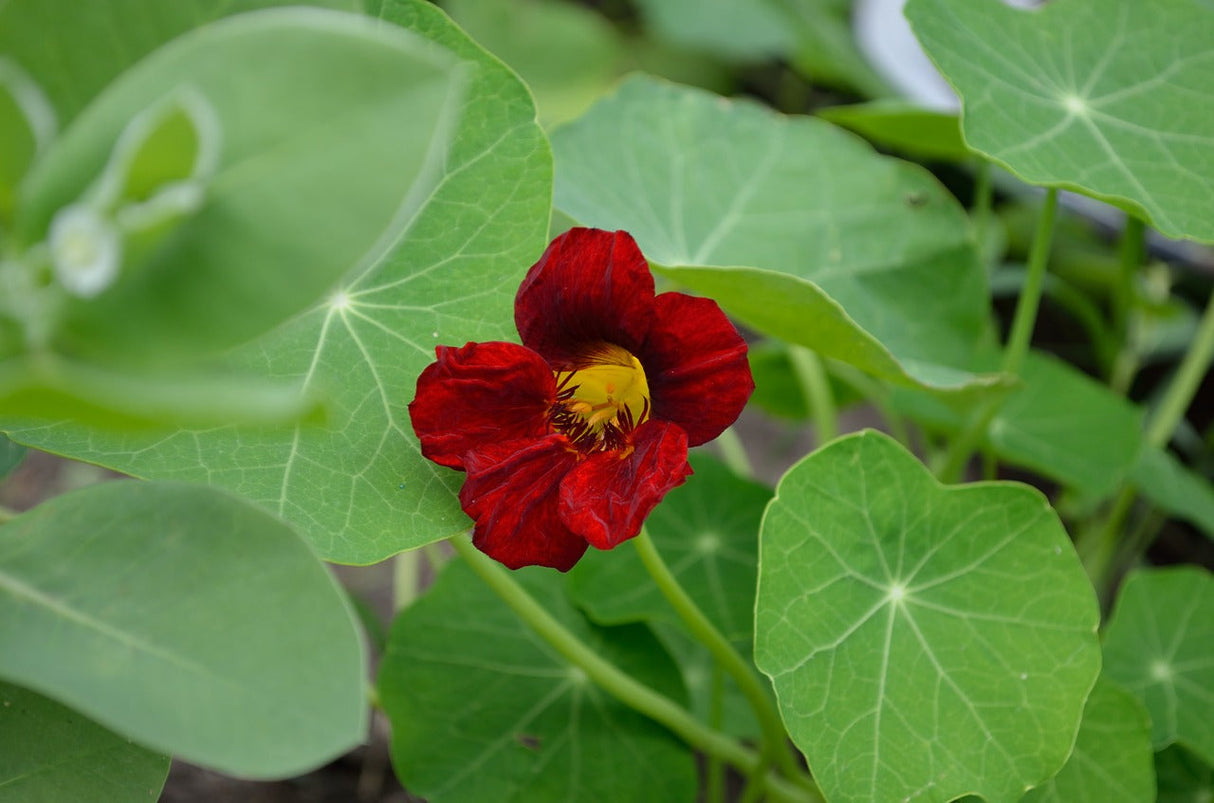 Bright yellow and orange Empress of India nasturtium flower blooms from SeedsNow seed packet in a garden setting.