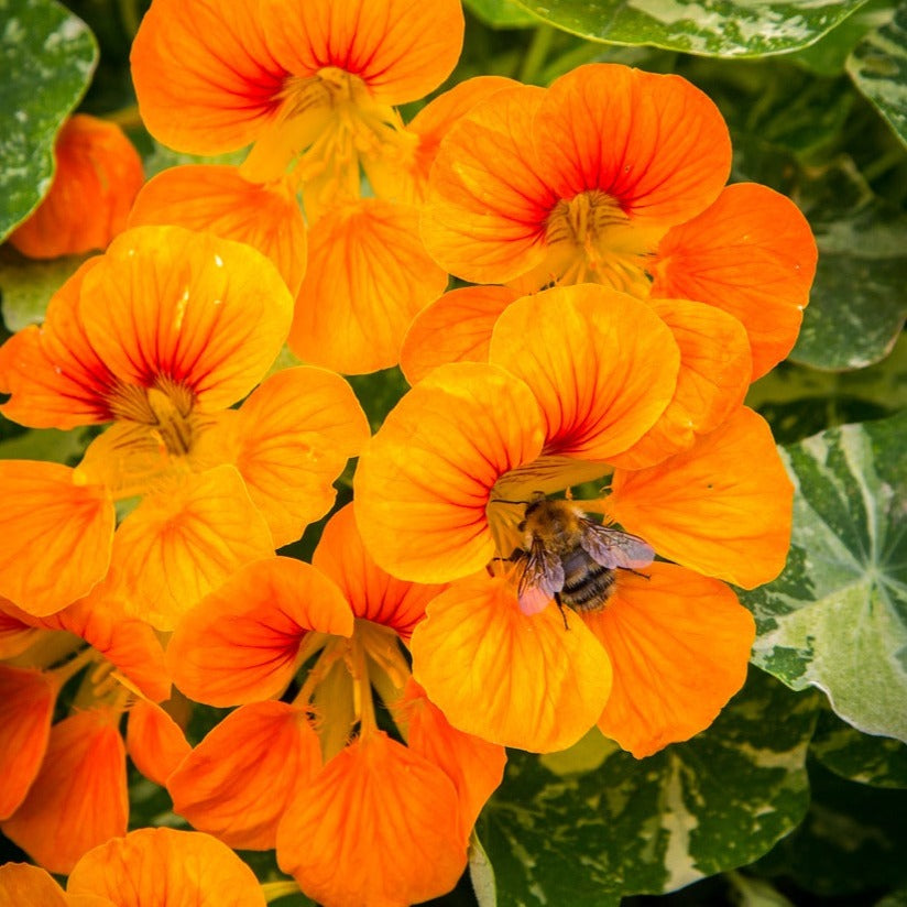 Buy quality Glorious Gleam Nasturtium Flower seeds online from USA
