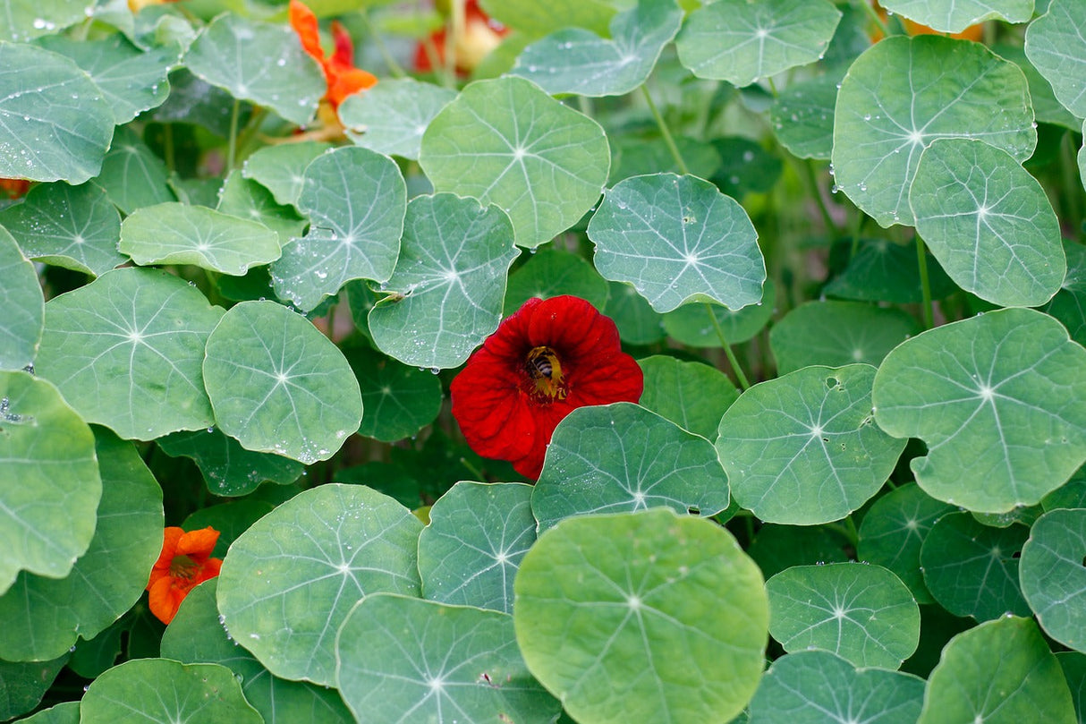 Bright yellow and orange Empress of India Nasturtium flower blooming from seed, showcasing vibrant garden Nasturtium plant.