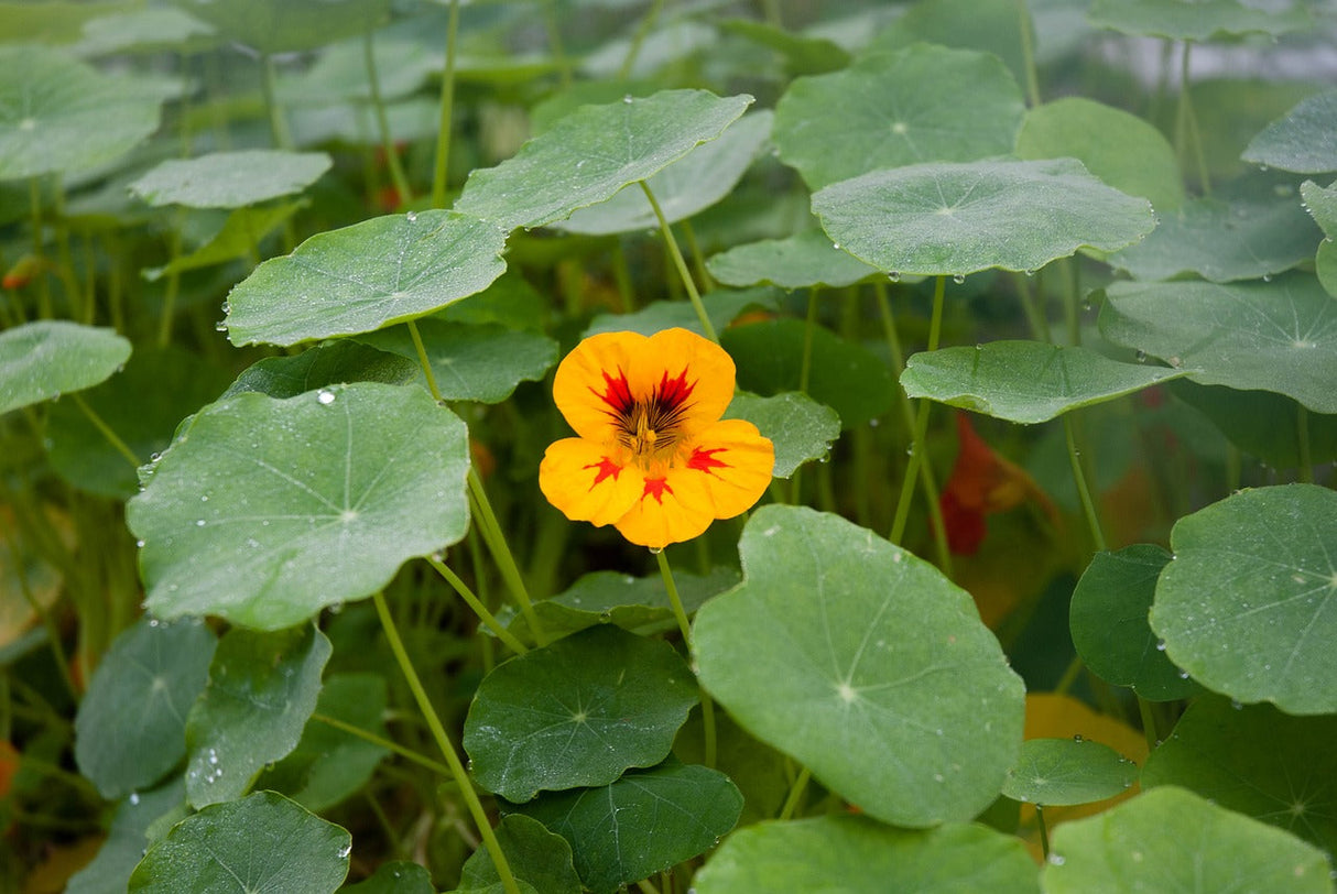 Peach Melba Nasturtium flower seeds from SeedsNow, showing vibrant orange and red blooms with green foliage.