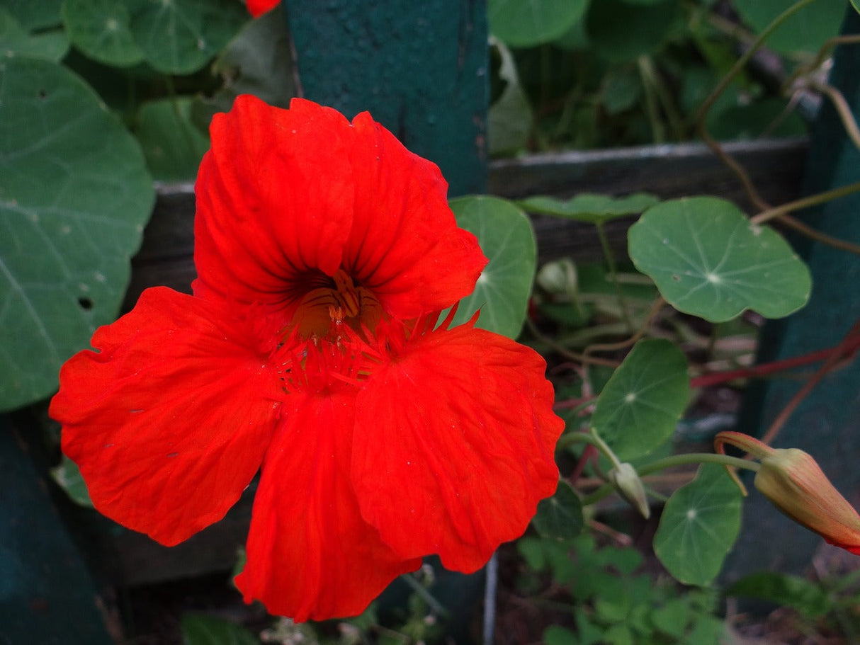 Bright image of Nasturtium Empress of India flower seeds showing vibrant orange and red blooms with green foliage.