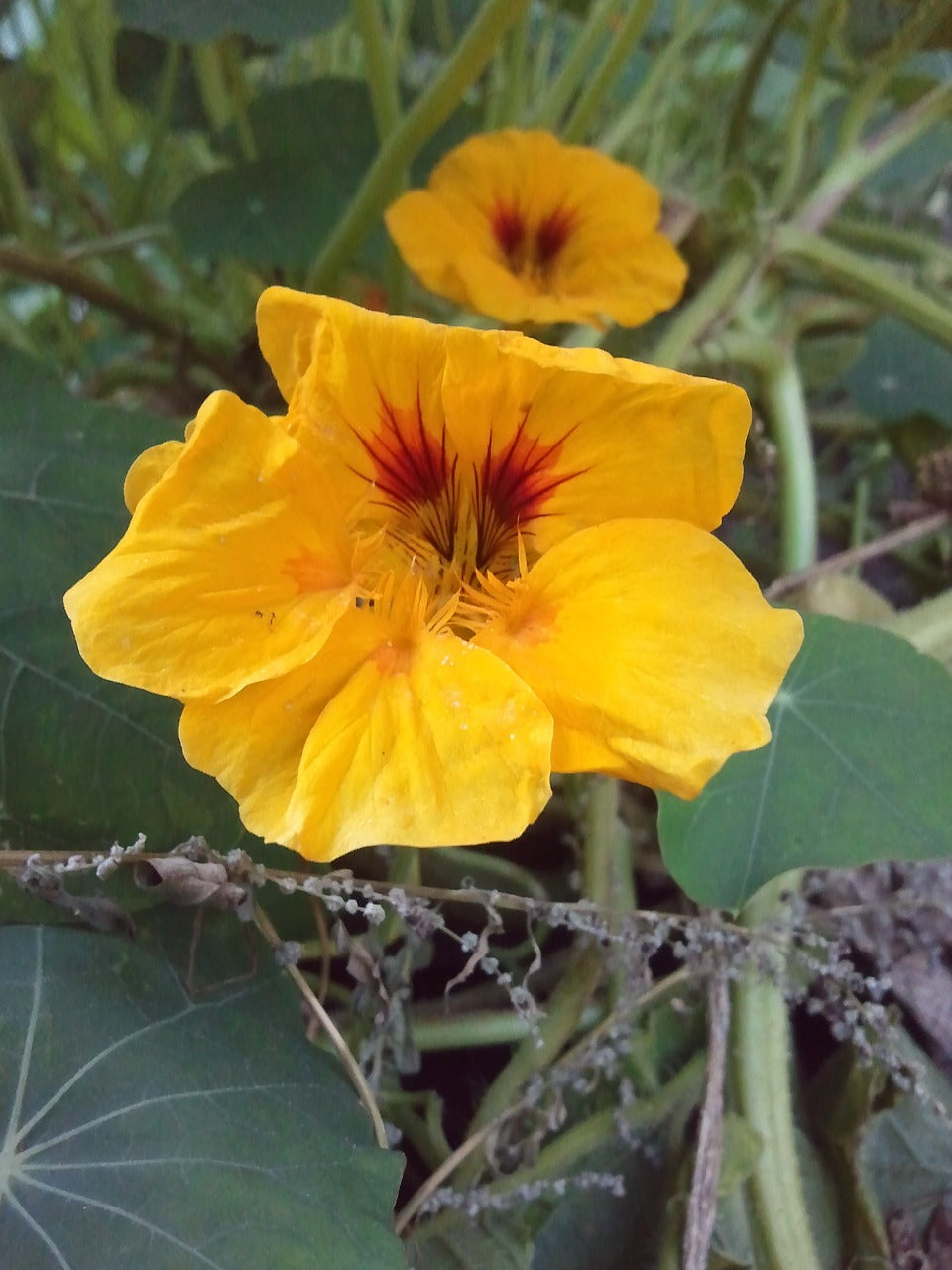 Peach Melba Nasturtium flower seeds from SeedsNow, vibrant orange and red blooms, ready for planting in garden or containers.