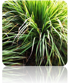 Organic Lemon Grass seeds from SeedsNow, showing small green seeds perfect for planting Lemon Grass.