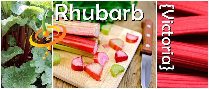 Fresh Victoria rhubarb seeds from SeedsNow, ready for planting and growing vibrant rhubarb in your garden.