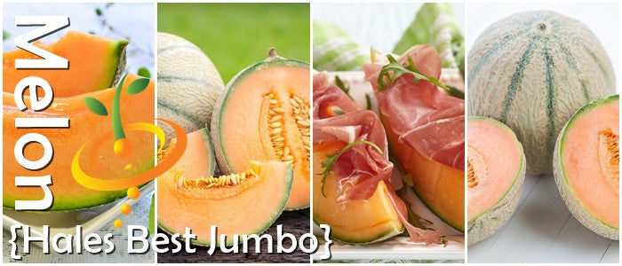 Hales Best Jumbo cantaloupe melons with large orange flesh and netted skin