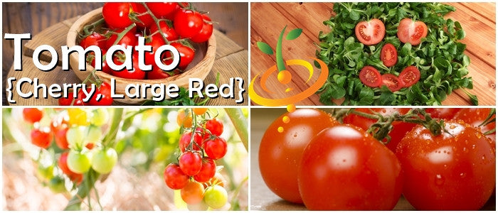 Red cherry indeterminate tomato seeds from SeedsNow, showing vibrant small tomatoes on the vine.