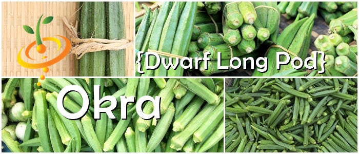 Dwarf Long Pod okra pods bundle close-up with fresh green okra seeds and text overlay