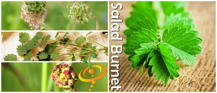 Salad Burnet seeds from SeedsNow, small seed packets for growing Salad Burnet herb in garden or containers.