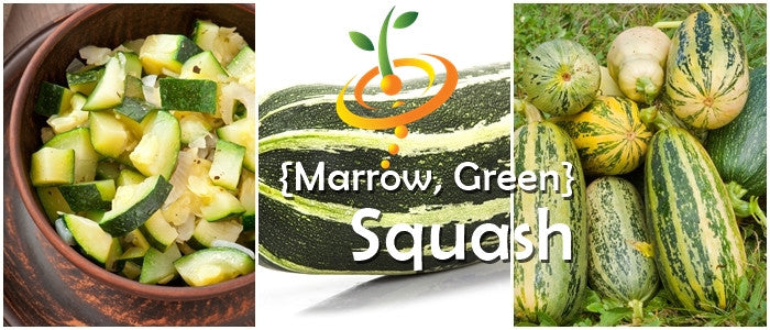 Fresh green summer squash with marrow shape and seeds, shown in a natural setting with vibrant green skin.