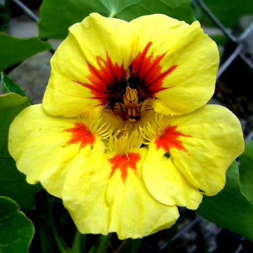Buy high-quality Peach Melba Nasturtium Flower seeds from the USA!