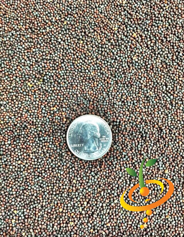 Old Fashion mustard seeds from SeedsNow, showcasing small, round, yellow mustard seeds in a natural setting.