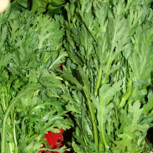Buy Shungiku, Edible Chrysanthemum seeds from USA. A very versatile asian green. Known as Shungiku, Edible Chrysanthemum, Garland Chrysanthemum, Chop Suey Greens!
