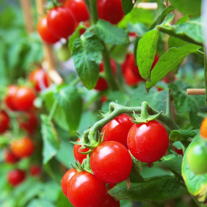 Buy Gardener's Delight Sugar Lump tomato seeds online in the USA!