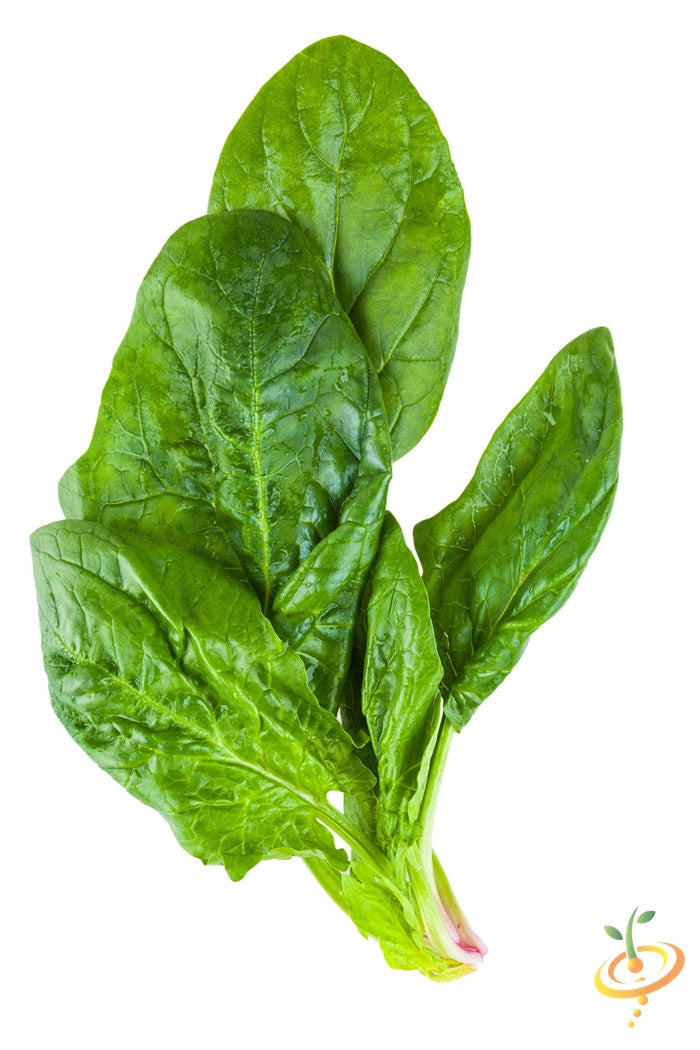 Fresh winter giant spinach seeds from SeedsNow, showcasing vibrant green spinach leaves and seed packets for planting.