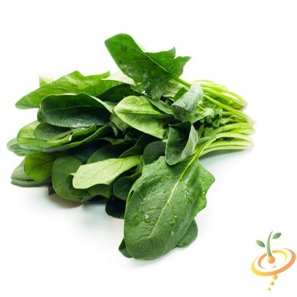 Buy high-quality Winter Giant Spinach seeds online from the USA now!