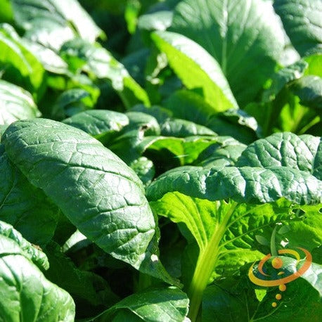 Buy high-quality Matador Viking spinach seeds online from the USA now!
