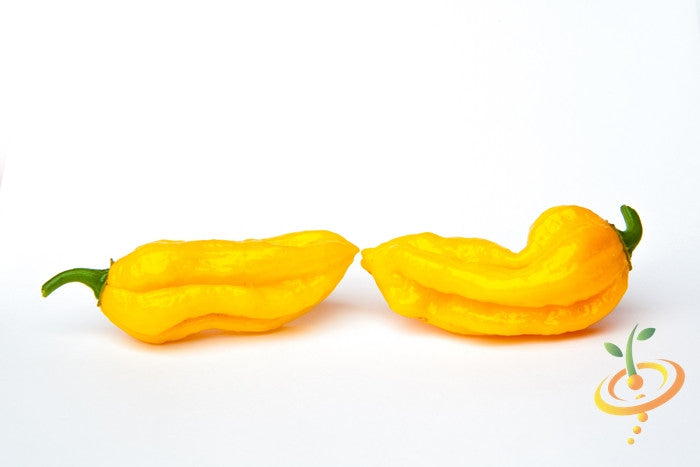 Pepper (Hot) - Devil's Tongue, Yellow π₯π₯π₯π₯π₯ - SeedsNow.com