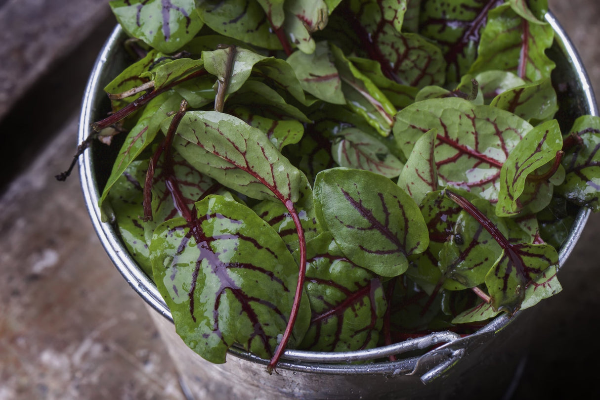 Red vein sorrel seeds from SeedsNow, showing fresh green leaves with red-veined foliage on a garden background.