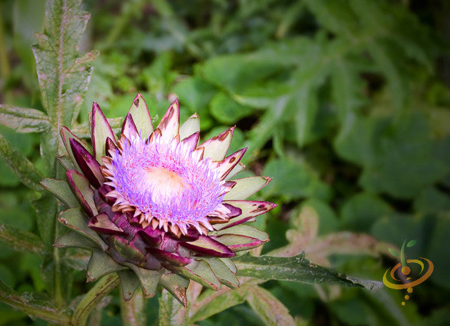 Purple cardoon seeds from SeedsNow, showing slender green stems and purple-tinted artichoke thistle leaves in a close-up shot.